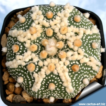 8022 cactus-art Cactus Art