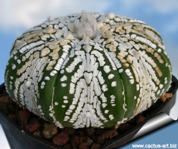 3859 cactus-art Cactus Art