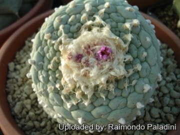 27056 RapCactus Raimondo Paladini