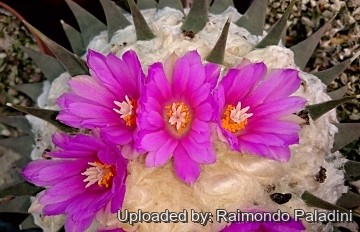 27930 RapCactus Raimondo Paladini