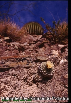 27084 RapCactus Raimondo Paladini