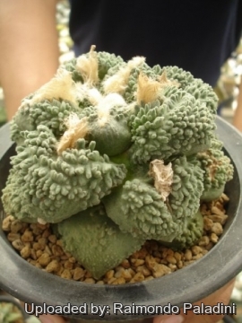 27051 RapCactus Raimondo Paladini