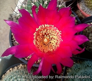 27479 RapCactus Raimondo Paladini