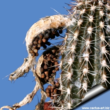 2817 cactus-art Cactus Art