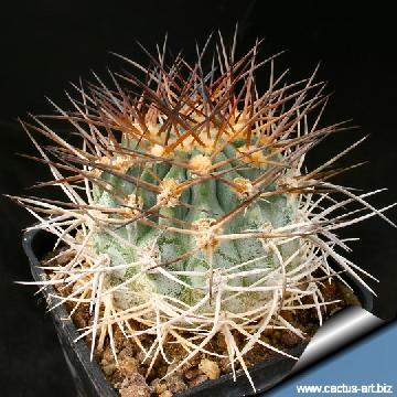 39 cactus-art Cactus Art