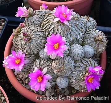 26933 RapCactus Raimondo Paladini