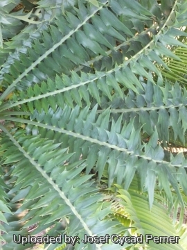 25172 josef Josef Cycad Perner 