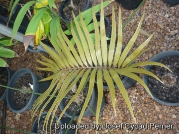 25296 josef Josef Cycad Perner