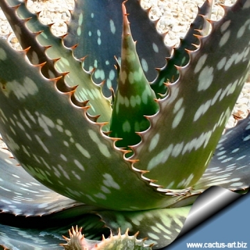 3203 cactus-art Cactus Art