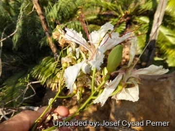25108 josef Josef Cycad Perner