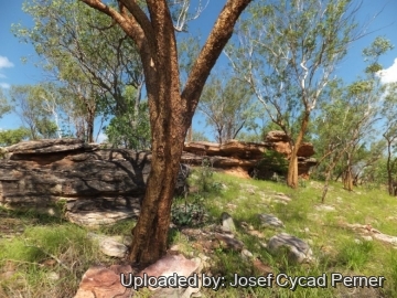 24930 josef Josef Cycad Perner