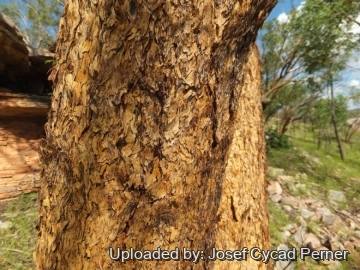 24935 josef Josef Cycad Perner