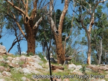 24937 josef Josef Cycad Perner