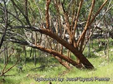 24938 josef Josef Cycad Perner