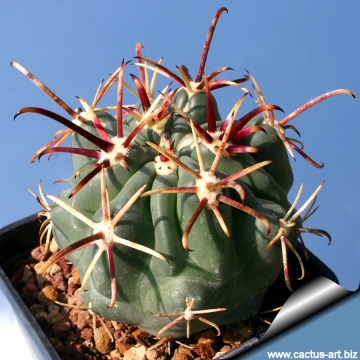 8377 cactus-art Cactus Art