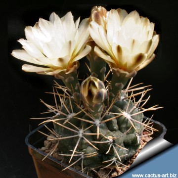 641 cactus-art Cactus Art