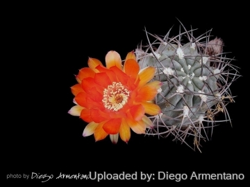 Acanthocalycium ferrarii