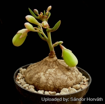 Adenia ovata