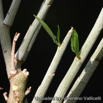 Adenia pechuelii① アデニア　ペチュエリー① Adenia pechuelii