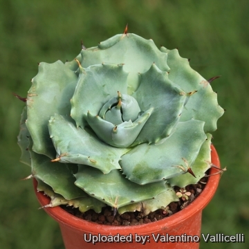 Agave Potatorum f. minima