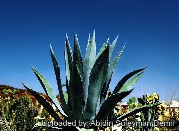 Agave_americana_208_m.jpg