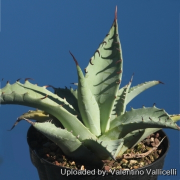 Agave asperrima