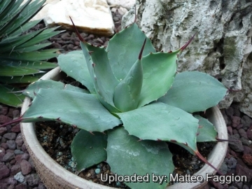 Agave_chiapensis_27238_m.jpg