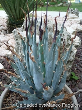 Agave eborispina