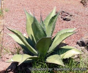 Agave_ferox_19619_m.jpg