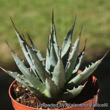 Agave nevadensis