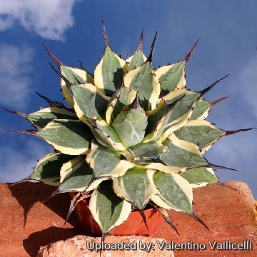 Agave parryi cv. Merico Nishiki