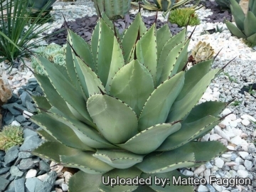 Agave_parryi_var.