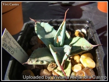 Agave parryi var. neomexicana