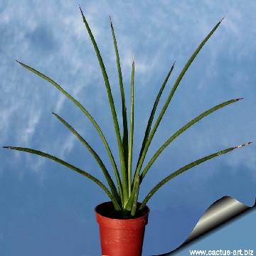 Agave stricta