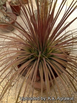 Agave stricta f. rubra