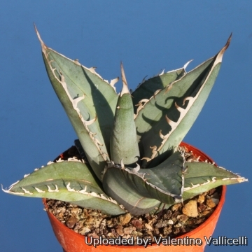 Agave titanota Rio Salado, Oaxaca, Mexico