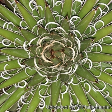 お歳暮 のし Agave x leopoldii アガベ