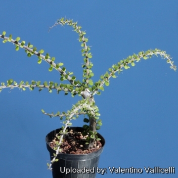 Alluaudia_humbertii_16452_m.jpg