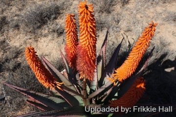 Aloe ferox