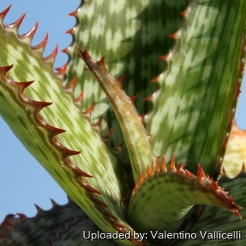 Aloe_greatheadii_var.
