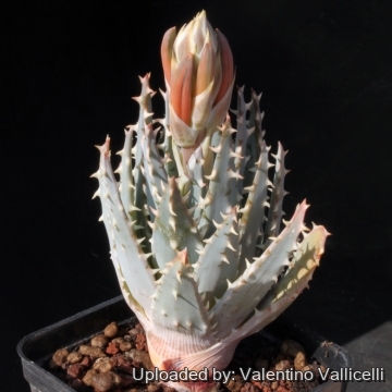 aloe vera face Aloe Vera Gel main image 0