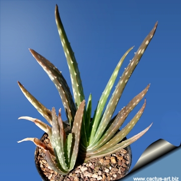 Aloe perfoliata