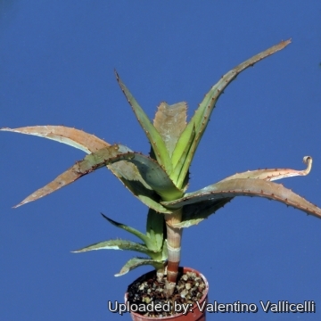 Aloe_thraskii_3216_m.jpg