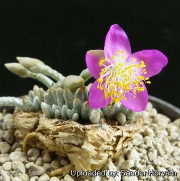 Anacampseros quinaria