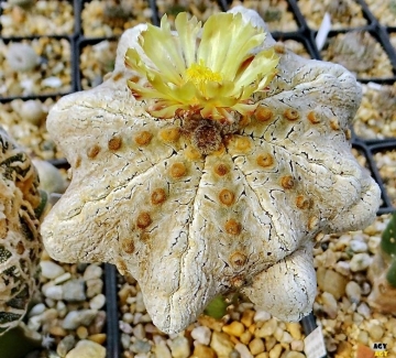 Astrophytum asterias cv. Alps Super Kabuto