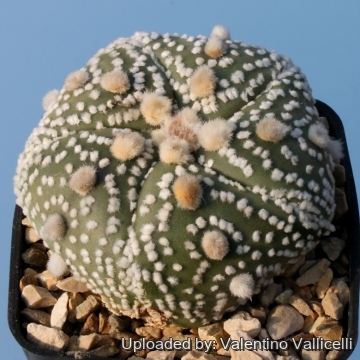 Astrophytum asterias cv. Five Ribs