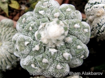 Astrophytum asterias cv. Mamma Kikko