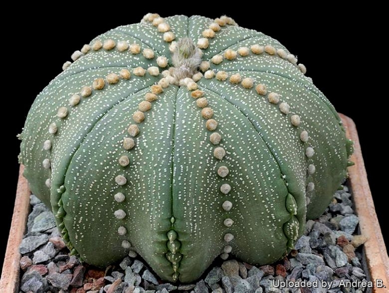 Astrophytum asterias star shape type.