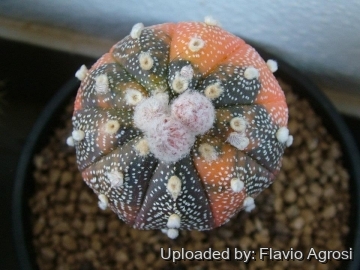 Astrophytum asterias f. variegatum (orange)