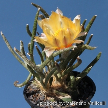 Astrophytum caput-medusae
